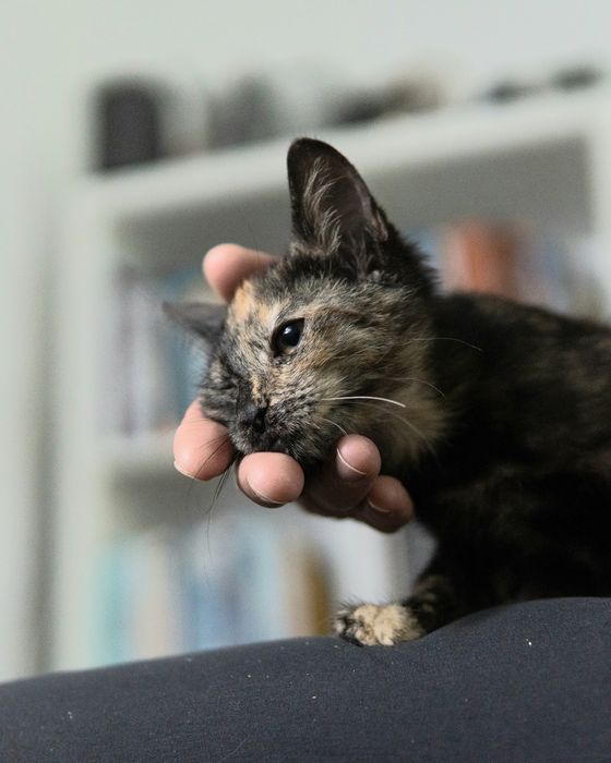 Нежната Малвина на 4 м търси дом