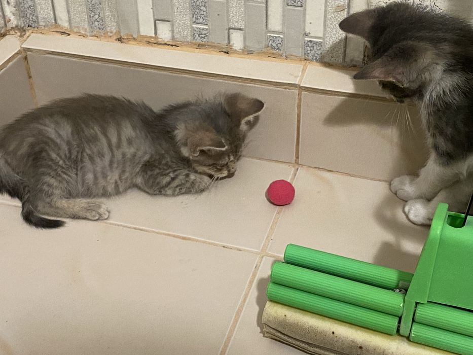 Подарявам коте Варна
