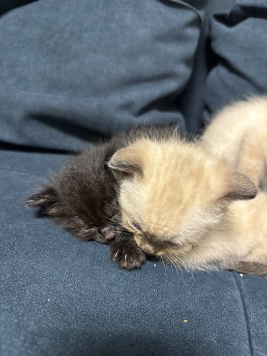 Котята  вислоухие