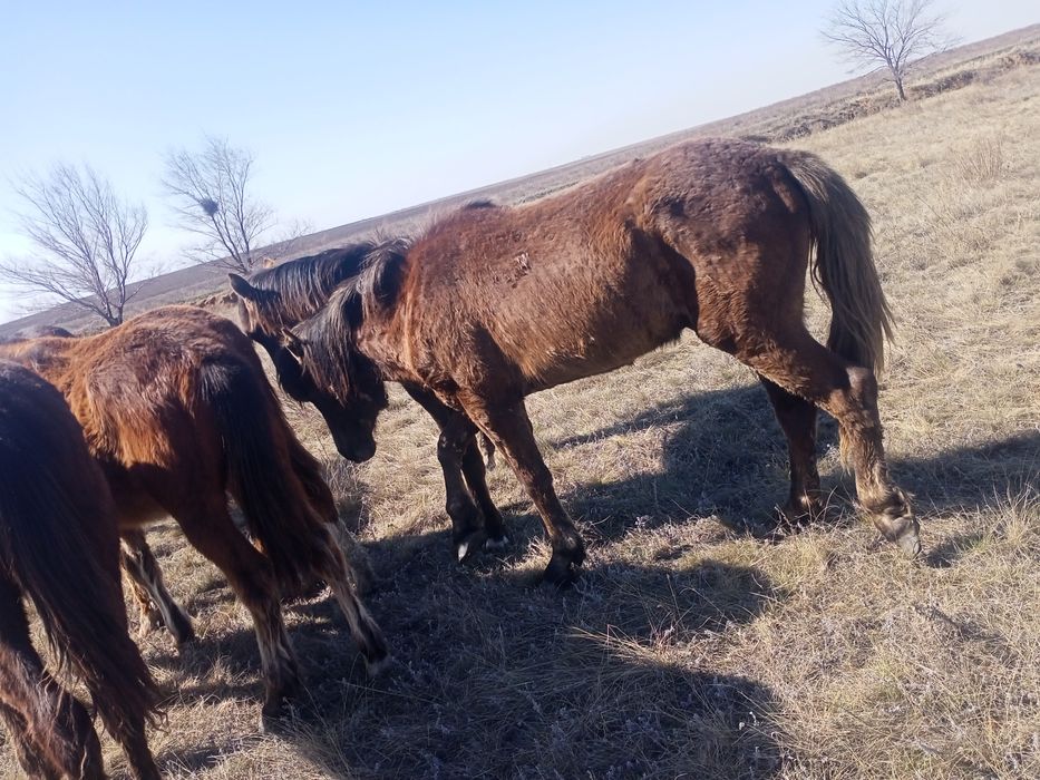 Продам кабылки и жерепчики.