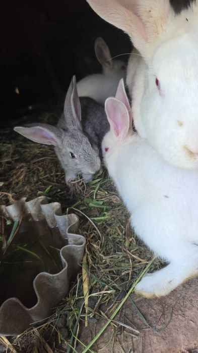 Продам  кроликов