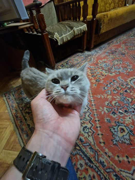 Отдам кота в добрые руки
