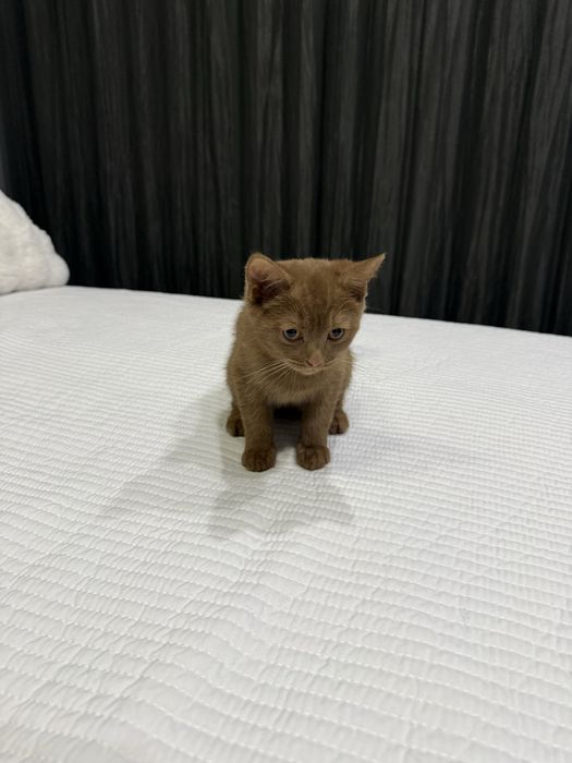 Скоттиш страйт | Коричневый котенок