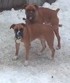 Вязка Кобель немецкого боксера