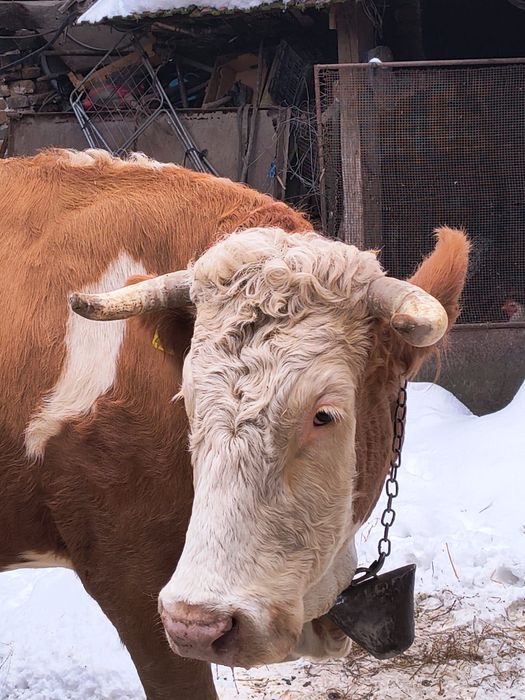 Vând vacă bălțată românească cu vițel