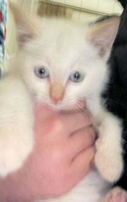 Котенок Сиамский