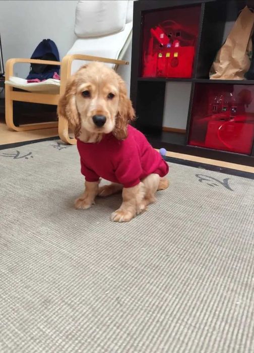 Haine Cainii pisici in mai multe culori ṣi marimi