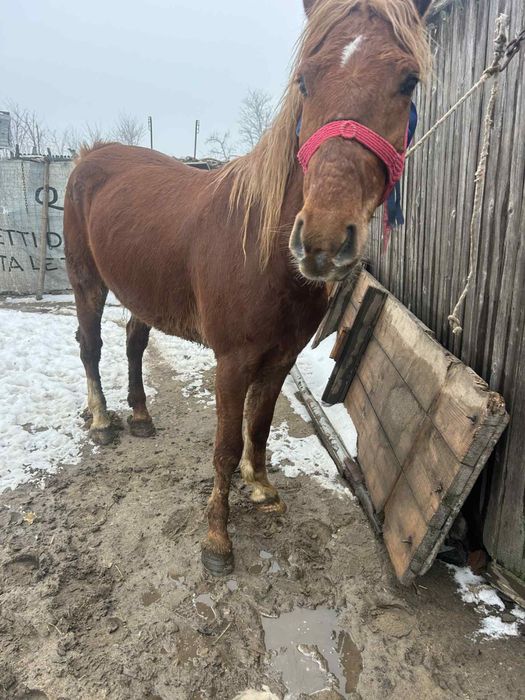 De vanzare trei cai de 3 ani si 2 ani