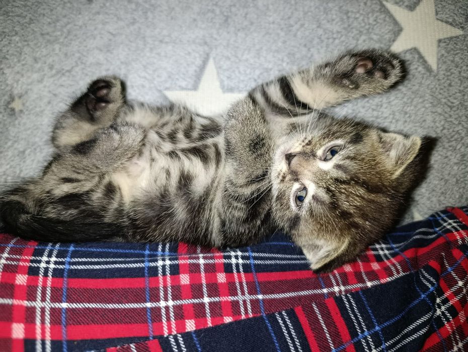 Отдам котят в добрые руки