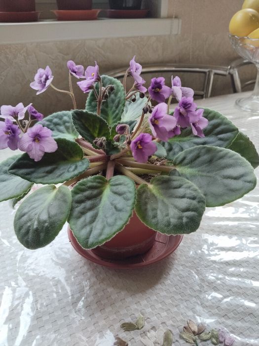 Продается фиалка