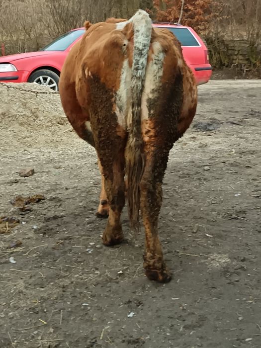 De vânzare vacă gestantă