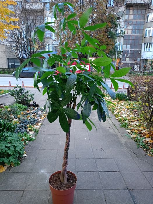 Пахира декоративно дърво