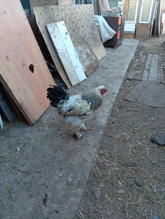 Продам годовалого петушка