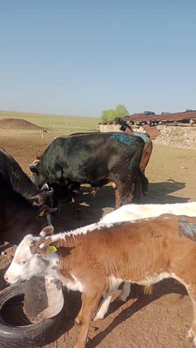 Немецкоалатуская порода