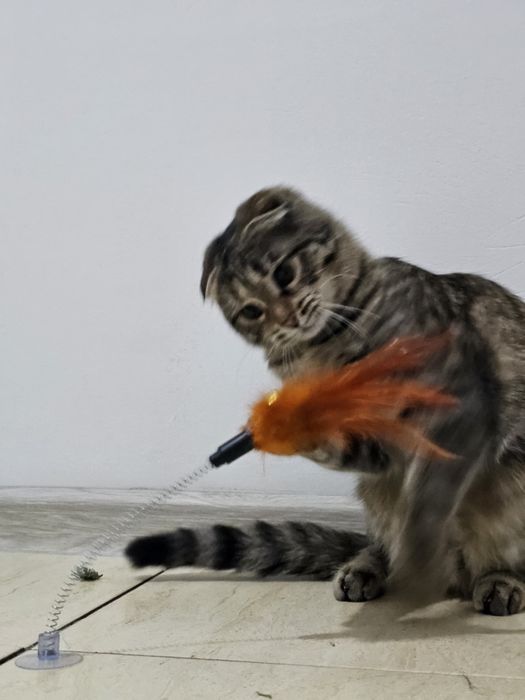 Шотландская вислоухая кошечка