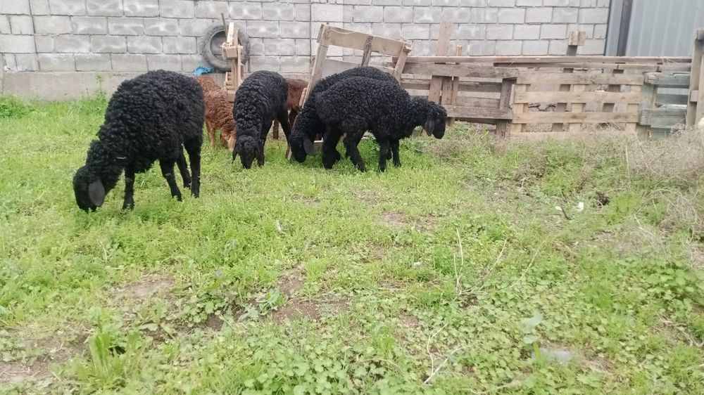 Козылар сатылады