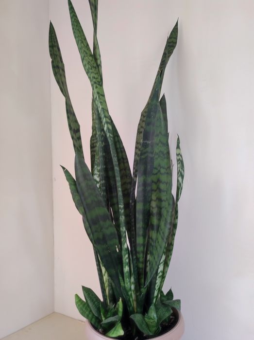 Сансевиерия Винтергрин.