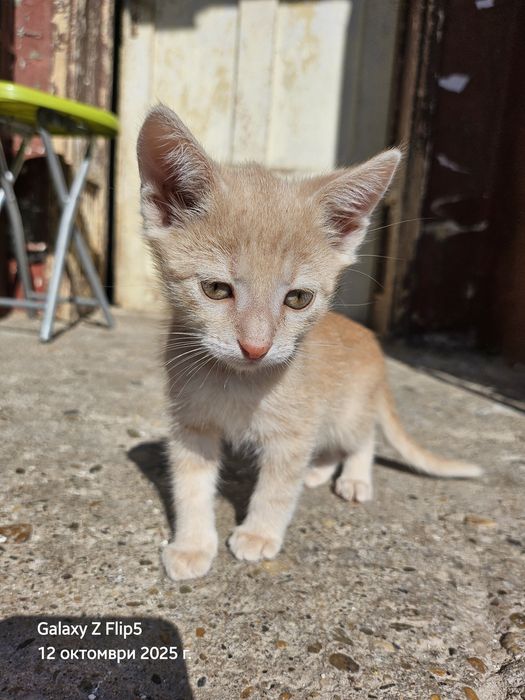 Подарявам котета