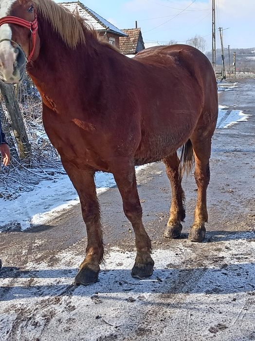 Cal de 5 ani, castrat