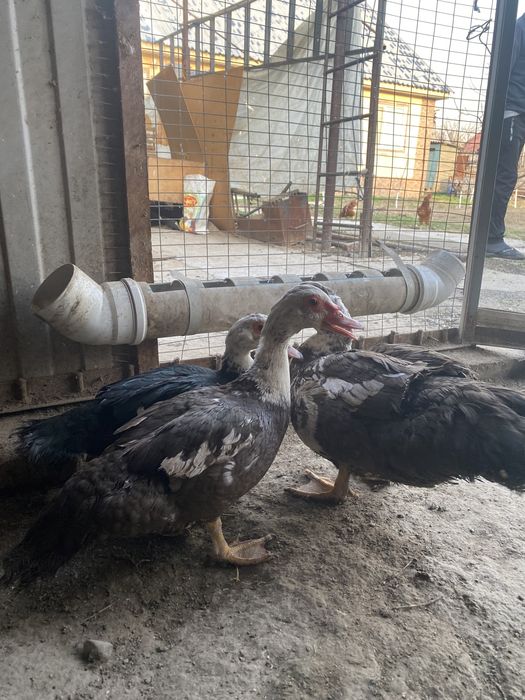 Продам индоуток