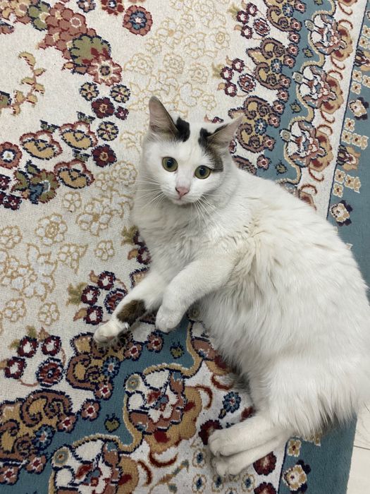 Отдам в добрые руки