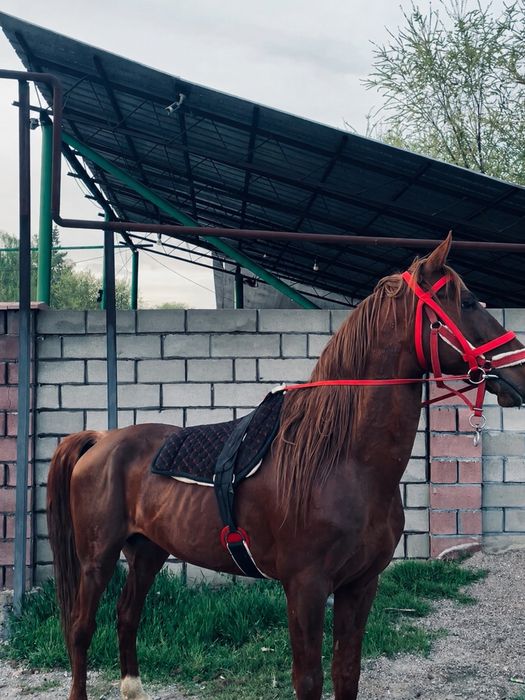 Жылкы, Ат, Лошадь