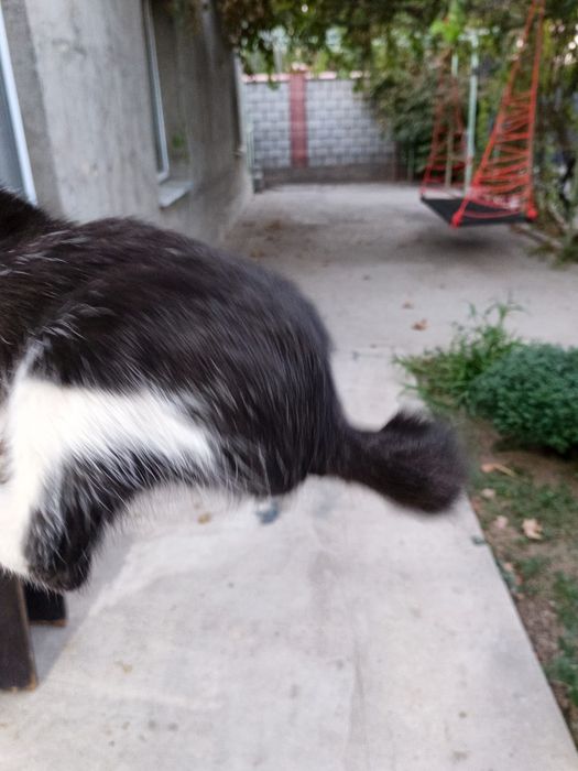 Котята в хорошие руки