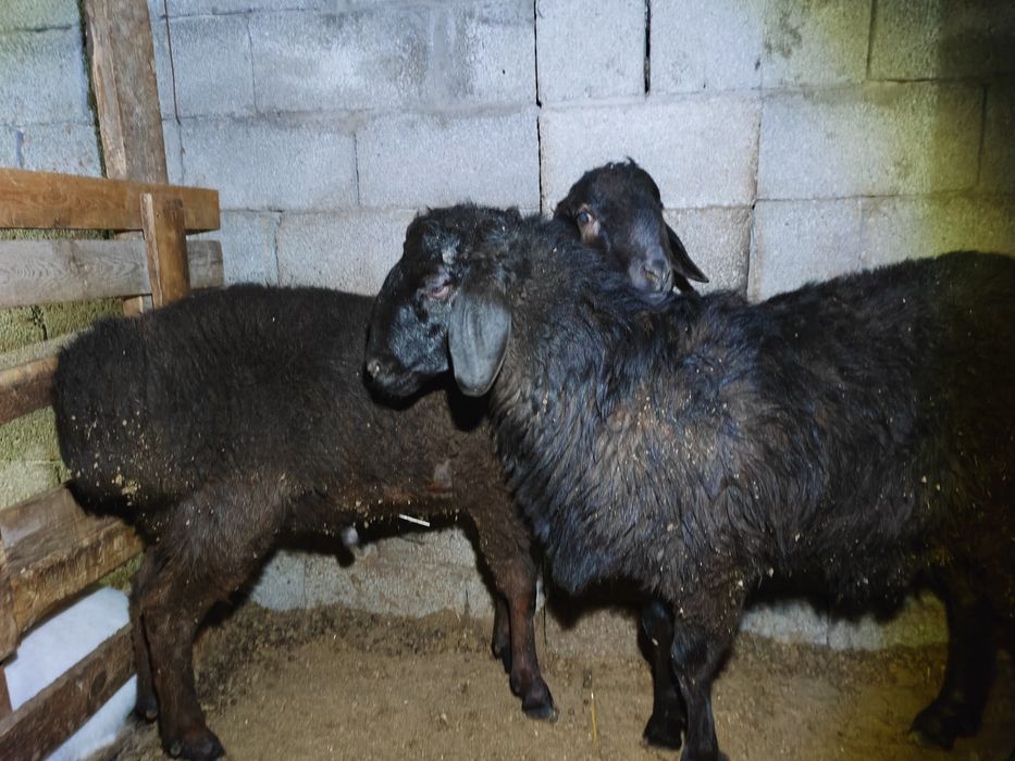 Семіз екі қошқар бар