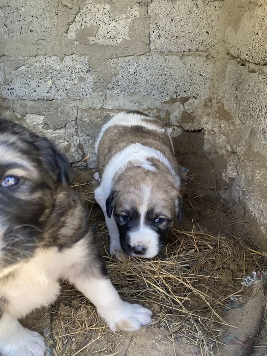 Алабай күшіктері сатылады