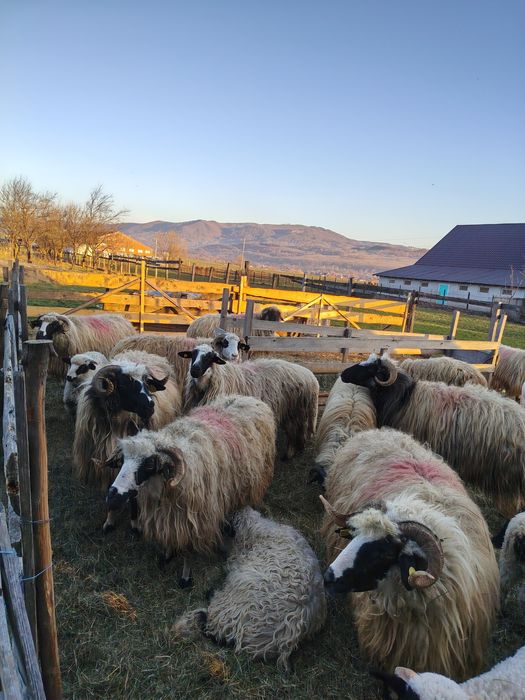 Vînd 12 oi și miei