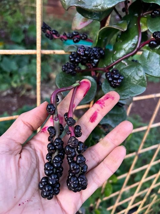 Spanac Malabar Rosu(+ 90 Seminte)