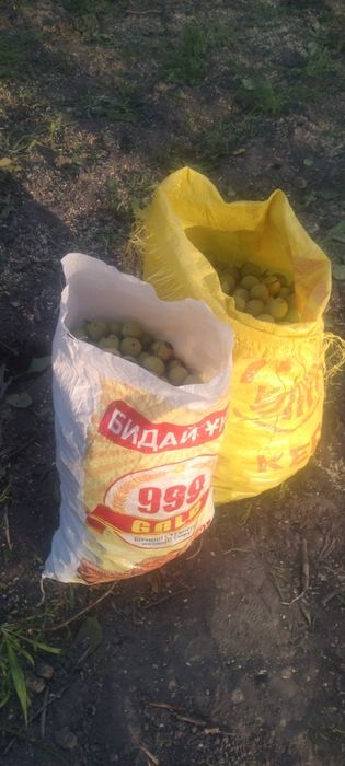 Зелёный орех еще не спелый, ёнғоқ хали қотмаган