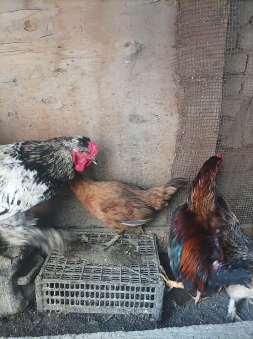 Tovuq xo'rozla sotiladi