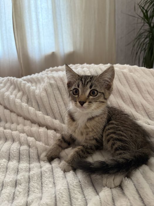 Отдам котенка в добрые руки
