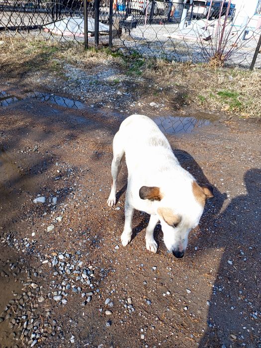 Собака хорошая 4лет умный