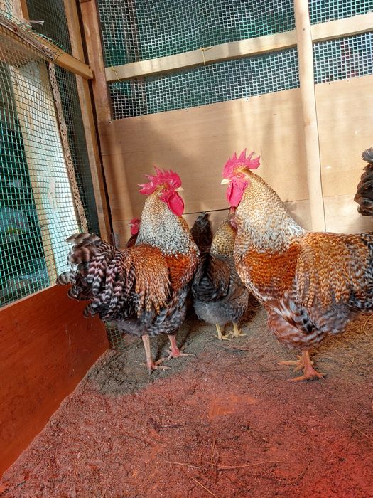 Билефельдер цыплята