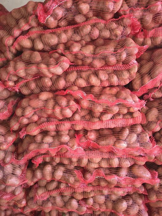 Cartofi roșu mari 60 plus