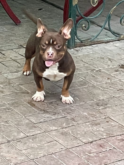 Продаю щенков американский булли