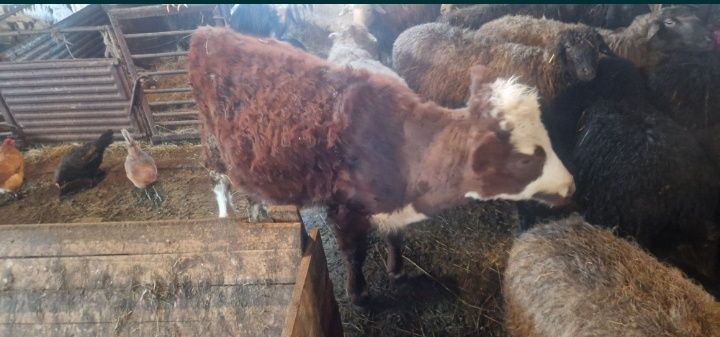 Телки прошлогодние 2 головы