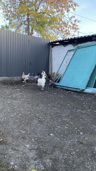 Продам      петушки