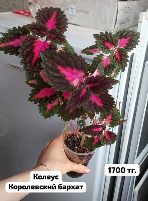 Колеус Королевский бархат