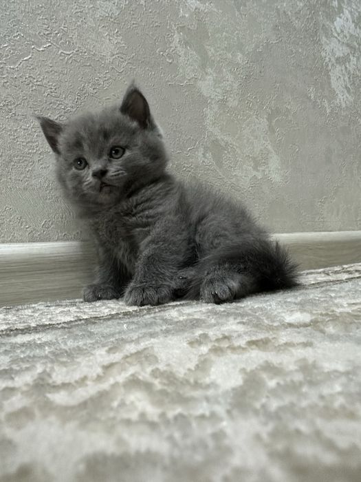 Mushuk sevarlar uchun Mushuklar