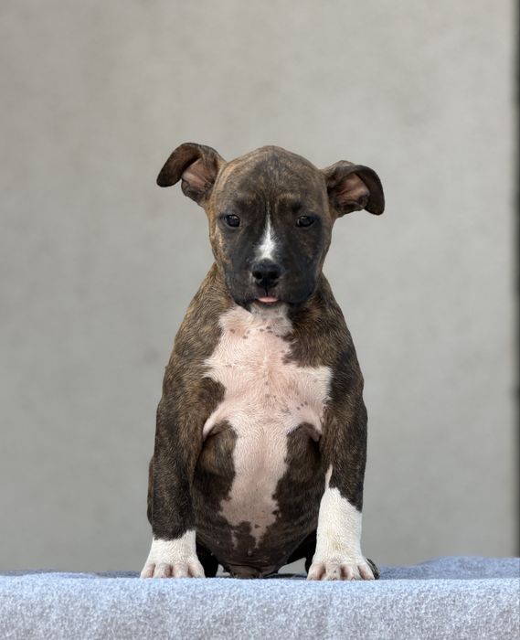Amstaff cu pedigree din linii exclusiv americane