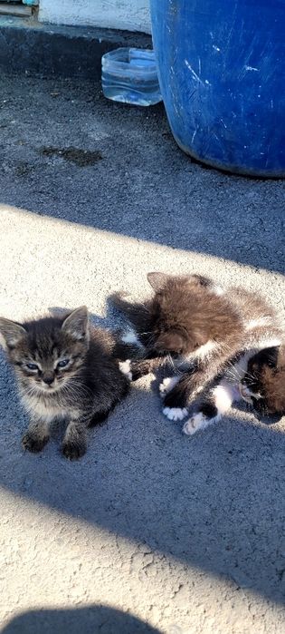 Котята  бесплатно