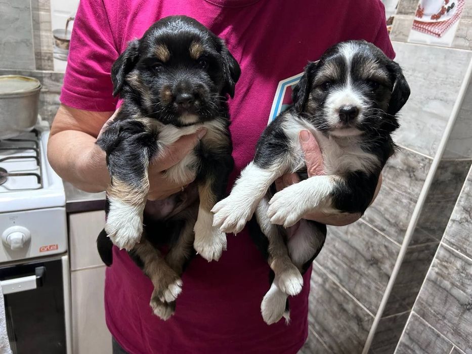 Собака бесплатно