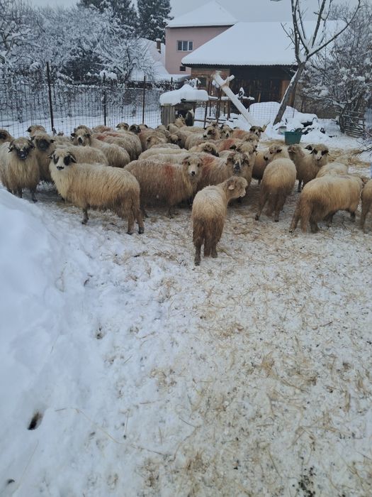 Vând 43 oi din care 16 miele