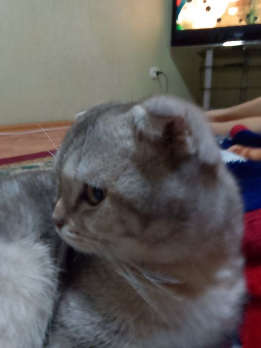 Кошка шатланский