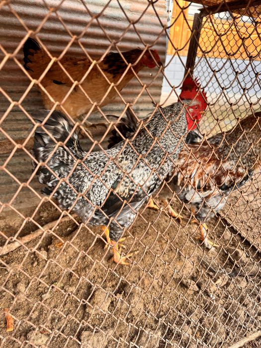 Xayvon sotiladi Juda chiroyli