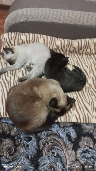 Отдам двух девочек