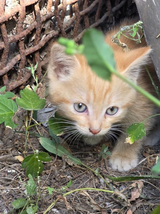 Котята без породистые